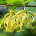 ylang ylang eterično ulje