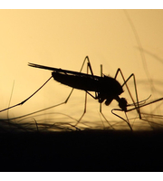kako napraviti sprej protiv komaraca