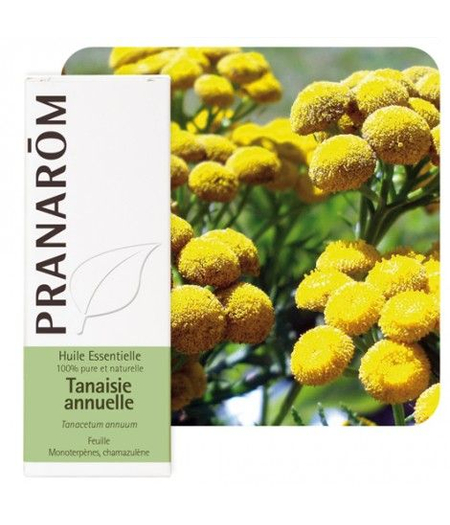 tanacetum eterično ulje pranarom